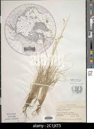 Attēlu rezultāti vaicājumam “Carex loliacea”