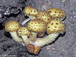 Attēlu rezultāti vaicājumam “Pholiota squarrosoides”