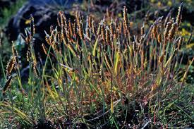 Attēlu rezultāti vaicājumam “Alopecurus aequalis”