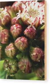 Attēlu rezultāti vaicājumam “Tussilago farfara bud”