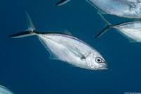 Image result for Caranx ruber