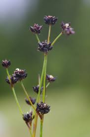 Attēlu rezultāti vaicājumam “Juncus articulatus”