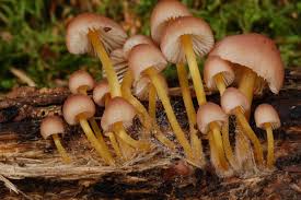 Attēlu rezultāti vaicājumam “Mycena renati”