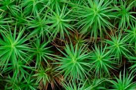 Attēlu rezultāti vaicājumam “Polytrichum commune”