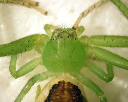 Attēlu rezultāti vaicājumam “Diaea dorsata female”