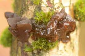 Attēlu rezultāti vaicājumam “Exidia truncata”