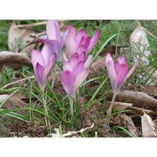 Attēlu rezultāti vaicājumam “Crocus tommasinianus”