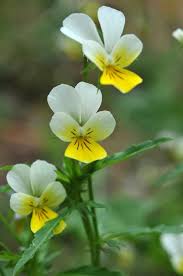 Attēlu rezultāti vaicājumam “Viola arvensis”