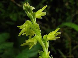 Attēlu rezultāti vaicājumam “Herminium monorchis”