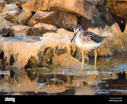 Attēlu rezultāti vaicājumam “Calidris alba adult”