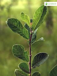 Attēlu rezultāti vaicājumam “Salix aurita bud”