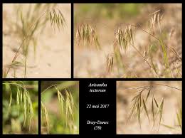 Attēlu rezultāti vaicājumam “Anisantha tectorum”