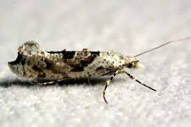 Attēlu rezultāti vaicājumam “Ypsolopha asperella”