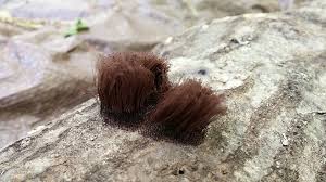 Attēlu rezultāti vaicājumam “Stemonitis axifera var. smithii”