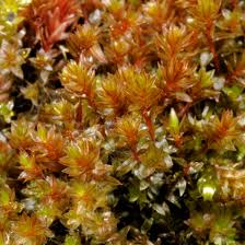 Attēlu rezultāti vaicājumam “Bryum pseudotriquetrum”