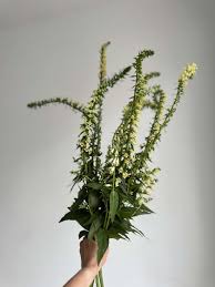 Image result for Digitalis lutea