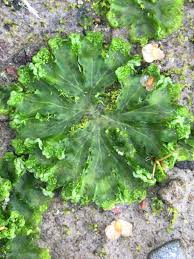 Attēlu rezultāti vaicājumam “Blasia pusilla”