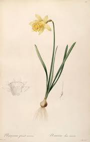 Attēlu rezultāti vaicājumam “Narcissus leaf”