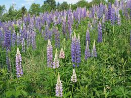 Attēlu rezultāti vaicājumam “Lupinus polyphyllus flower”