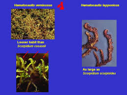 Attēlu rezultāti vaicājumam “Hamatocaulis lapponicus”