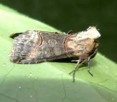 Attēlu rezultāti vaicājumam “Noctuidae”