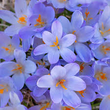 Attēlu rezultāti vaicājumam “Crocus”