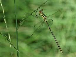 Attēlu rezultāti vaicājumam “Lestes virens”