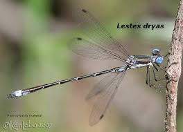 Attēlu rezultāti vaicājumam “Lestes dryas”