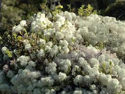 Attēlu rezultāti vaicājumam “Cladonia stellaris”