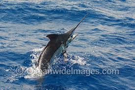 Image result for Makaira nigricans