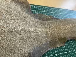 Image result for Megatrygon microps