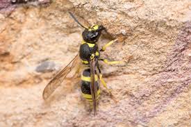 Attēlu rezultāti vaicājumam “Ancistrocerus sp.”