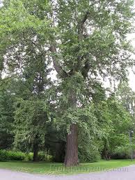 Attēlu rezultāti vaicājumam “Populus laurifolia”