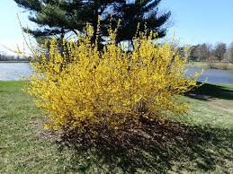 Attēlu rezultāti vaicājumam “Forsythia intermedia”