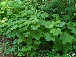 Attēlu rezultāti vaicājumam “Rubus parviflorus”