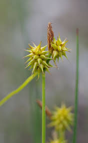 Attēlu rezultāti vaicājumam “Carex flava”