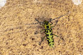 Attēlu rezultāti vaicājumam “Saperda scalaris”