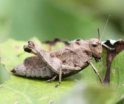 Attēlu rezultāti vaicājumam “Psophus stridulus”