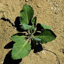 Attēlu rezultāti vaicājumam “Lepidium latifolium leaf”