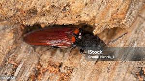 Attēlu rezultāti vaicājumam “Anostirus castaneus”