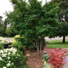 Attēlu rezultāti vaicājumam “Acer pseudosieboldianum”