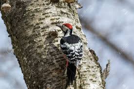 Attēlu rezultāti vaicājumam “Dendrocopos leucotos male”
