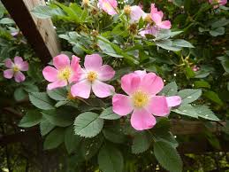 Attēlu rezultāti vaicājumam “Rosa glauca leaf”