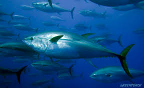 Image result for Thunnus thynnus