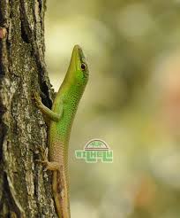 Risultati immagini per dasia smaragdina