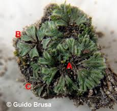 Attēlu rezultāti vaicājumam “Riccia bifurca”