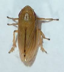 Attēlu rezultāti vaicājumam “Neophilaenus lineatus”