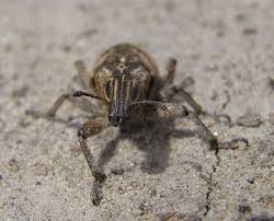 Attēlu rezultāti vaicājumam “Cleonis pigra”