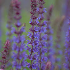 Attēlu rezultāti vaicājumam “Salvia nemorosa flower”