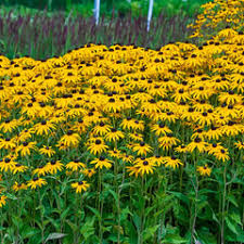 Image result for Rudbeckia Paradisio